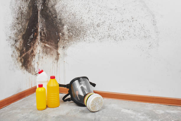 Best Local Mold Removal Service  in Potosi, MO