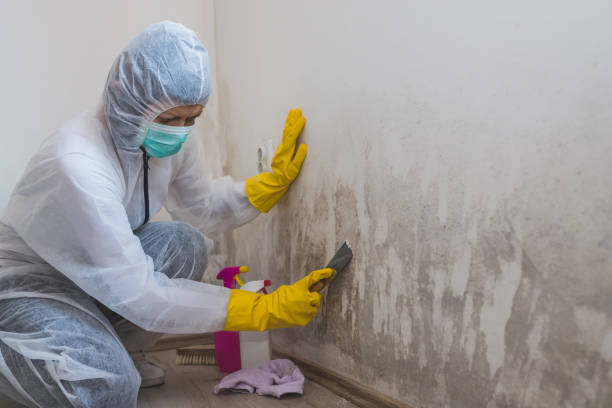 Best Mold Remediation  in Potosi, MO