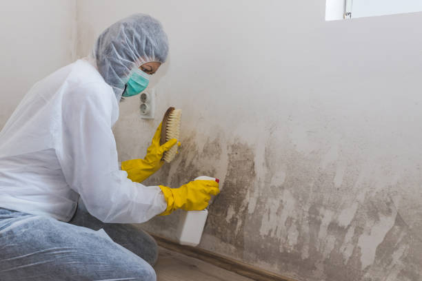Best Certified Mold Removal  in Potosi, MO