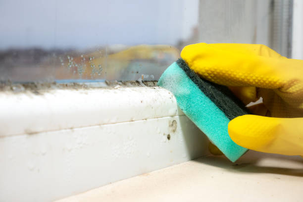 Best Black Mold Removal  in Potosi, MO