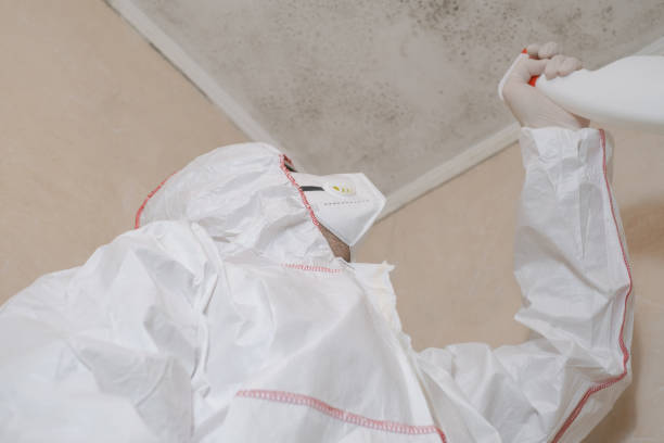 Best Black Mold Removal  in Potosi, MO