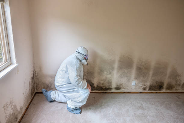 Best Fast Mold Removal  in Potosi, MO